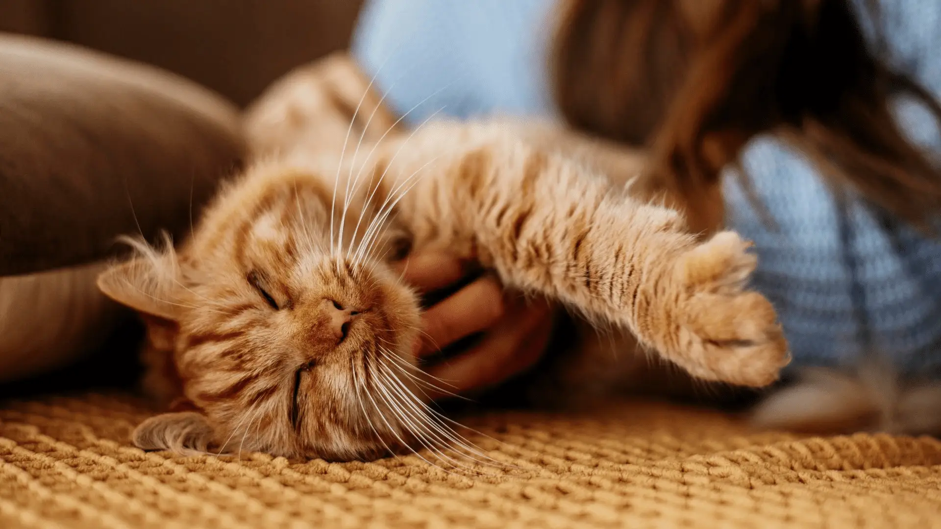 in-home pet euthanasia