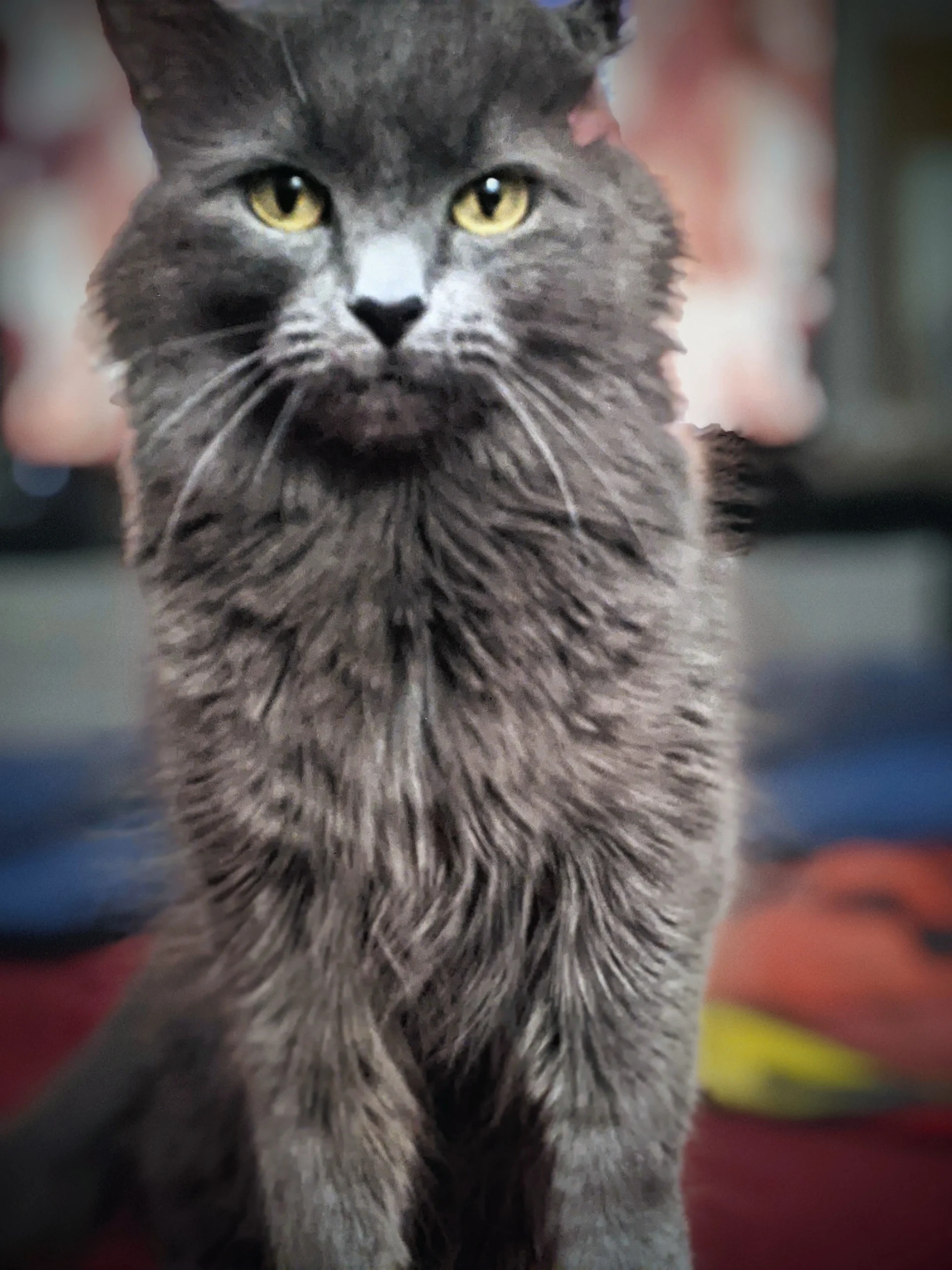 Western Skies Veterinary - In Home Pet Euthanasia|Memorials