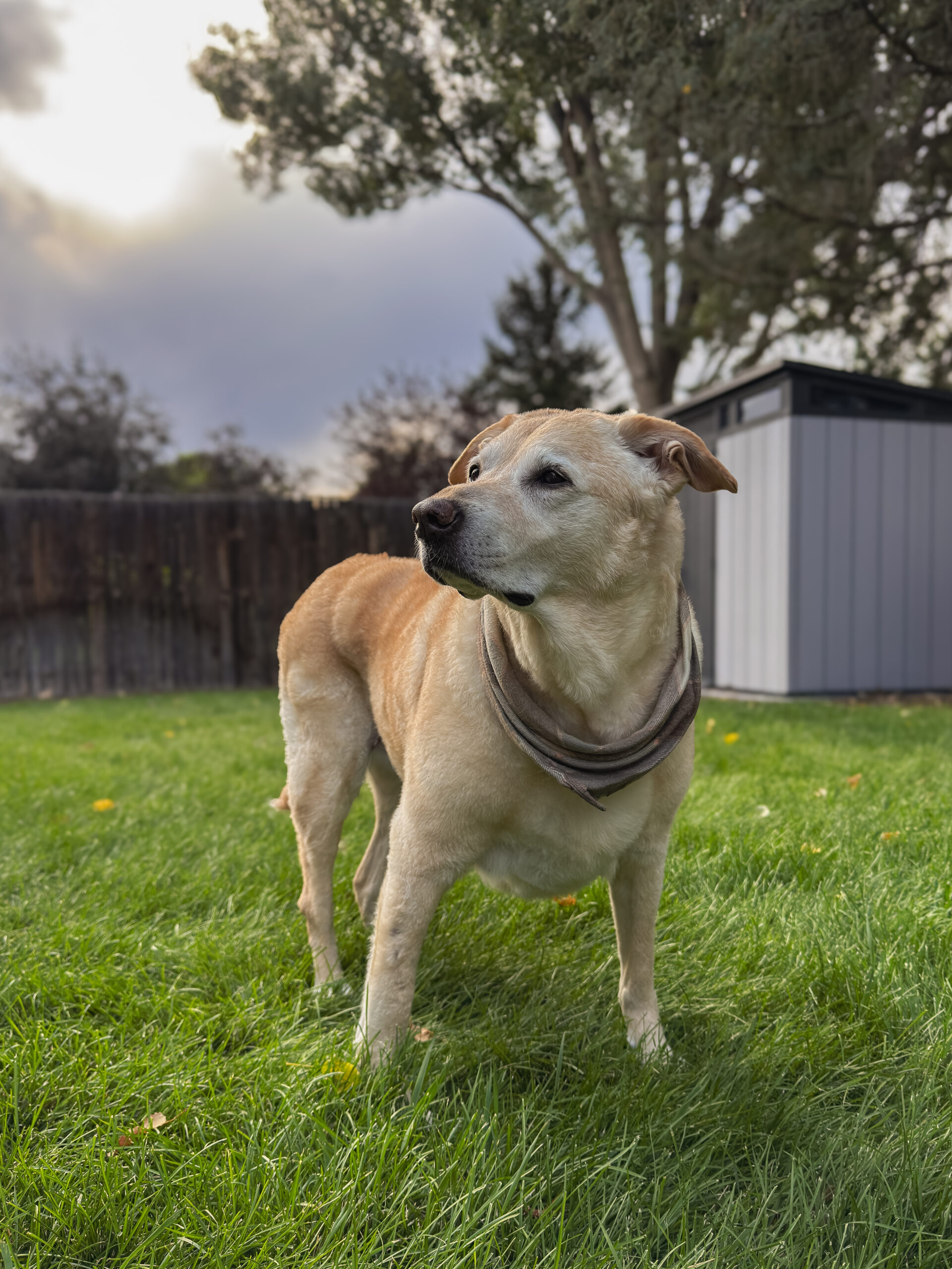 Western Skies Veterinary - In Home Pet Euthanasia | Memorials