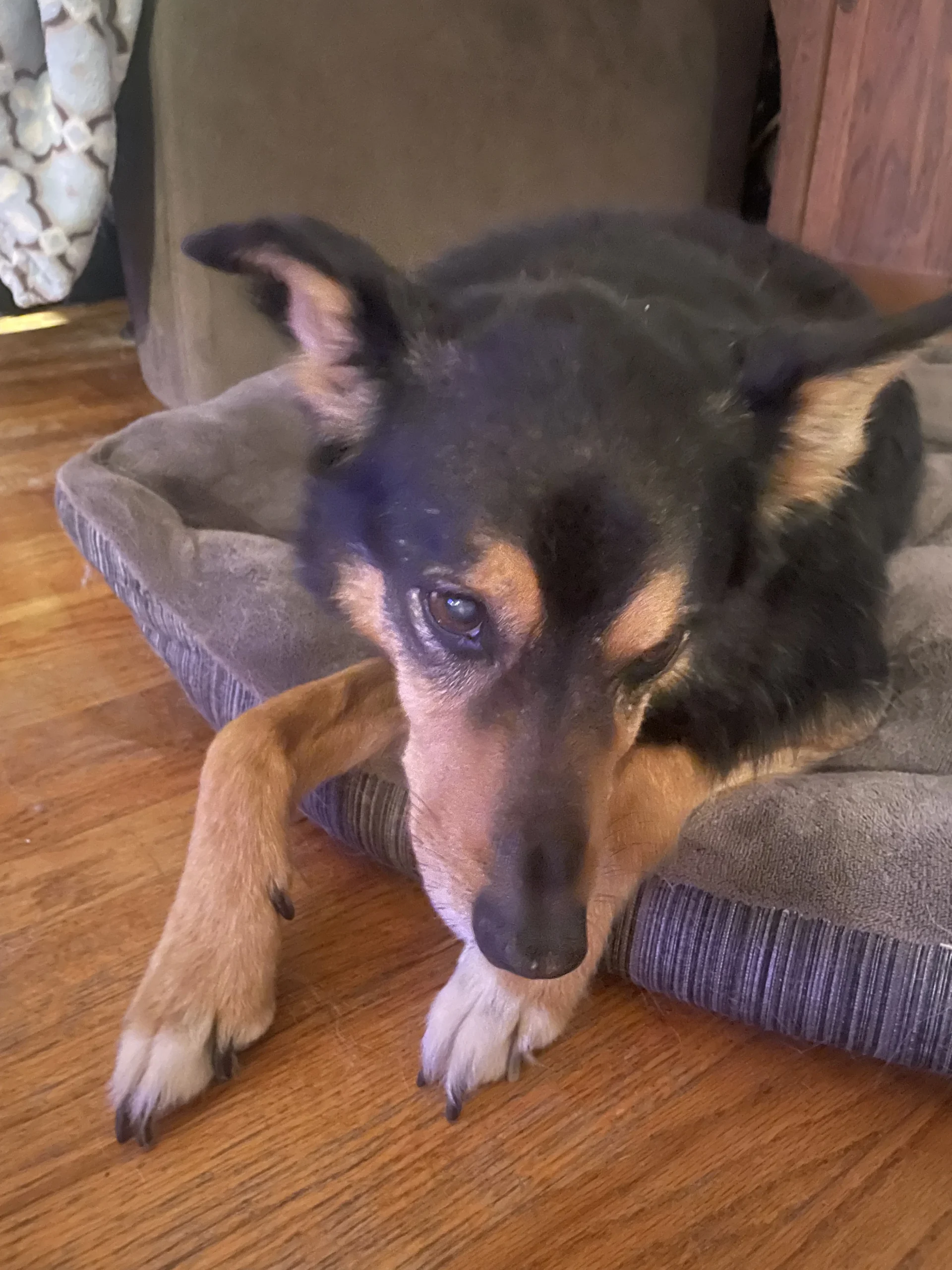 Western Skies Veterinary - In Home Pet Euthanasia|Memorials