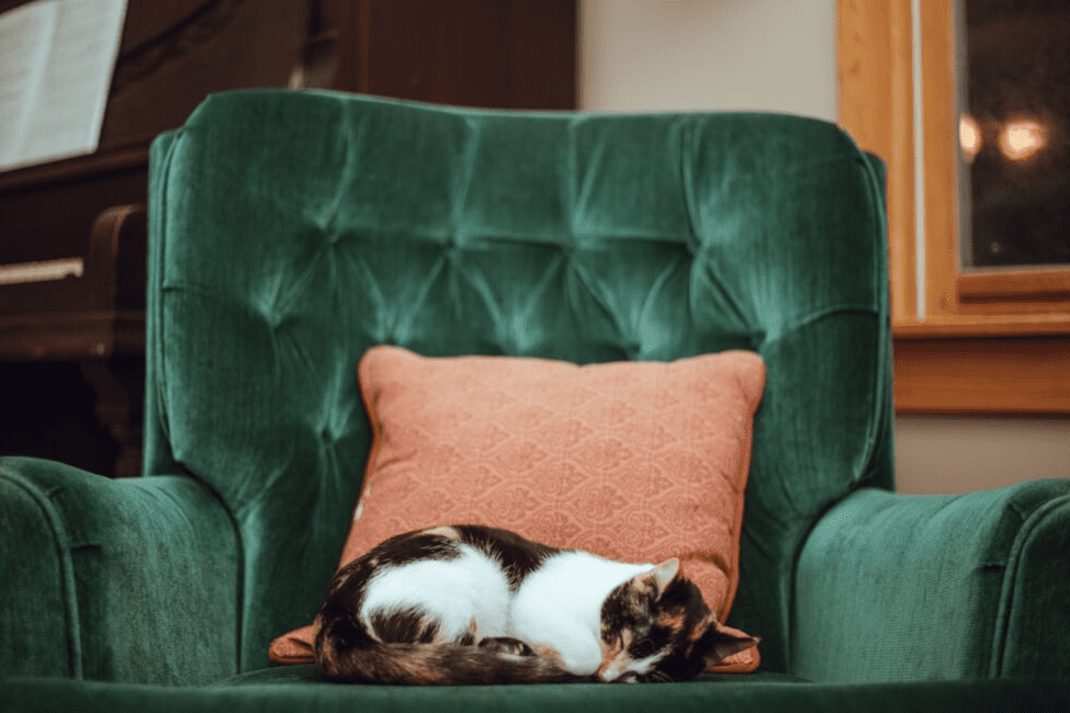 In-Home Pet Euthanasia