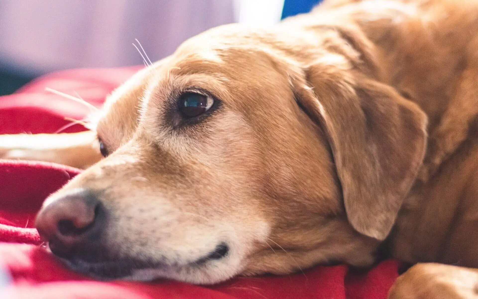 Western Skies Veterinary - In Home Pet Euthanasia | What to Expect Emotionally After Saying Goodbye to a Beloved Pet Beloved Pet
