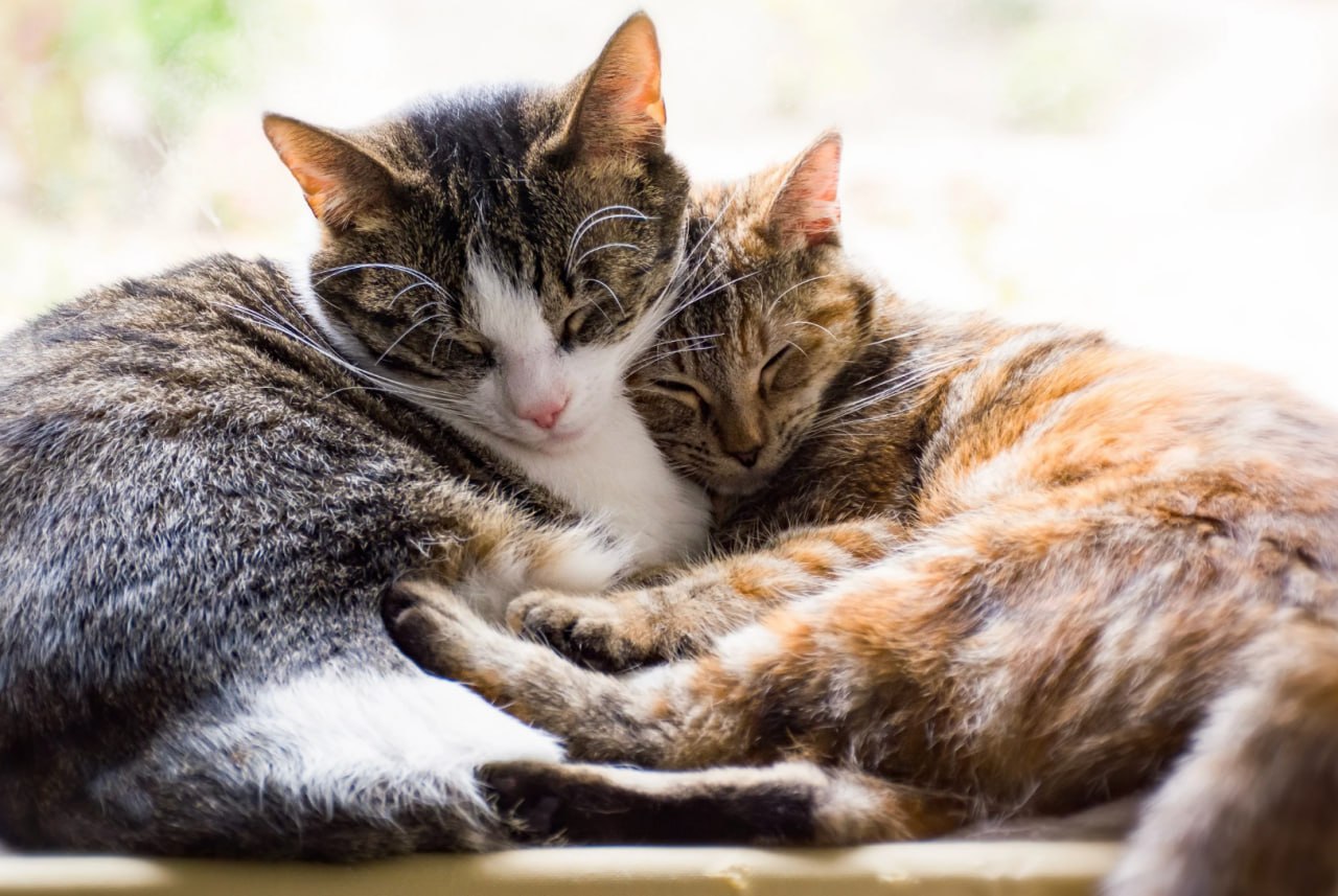 cats-sleeping