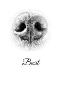 Western Skies Veterinary - In Home Pet Euthanasia | Preserve Their Memory With Digital Paw And Nose Prints