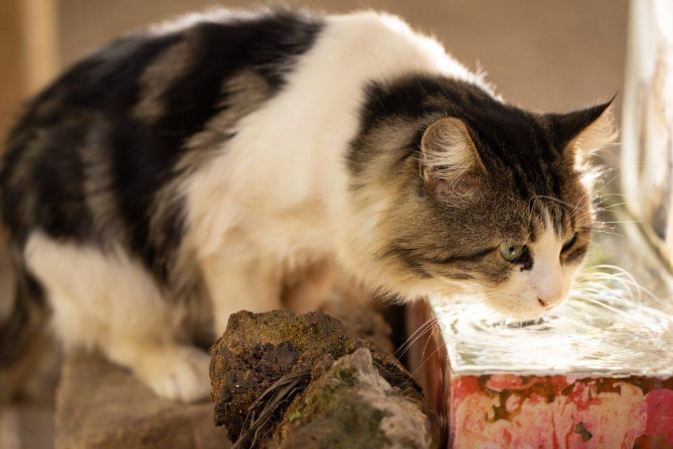 In-Home Pet Euthanasia in Fort Collins