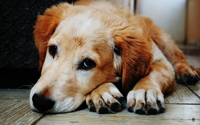 In-Home Dog Euthanasia in Fort Collins