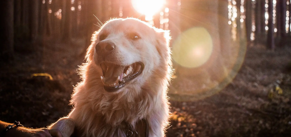 Dog Euthanasia in Fort Collins